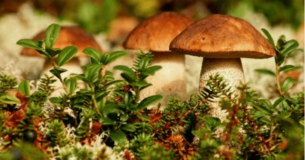 mushroom